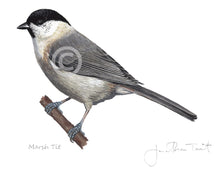 Marsh Tit framed print Bird Painting Art Print