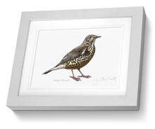 Mistle Thrush Bird Painting Art Print framed print