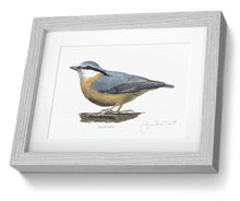Framed Print Nuthatch Bird Painting Art Print