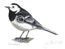 Pied Wagtail Bird Painting Art Print