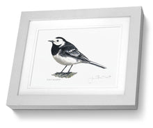 Pied Wagtail Framed Print Bird Painting Art Print