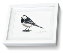 Pied Wagtail Framed Print Bird Painting Art Print