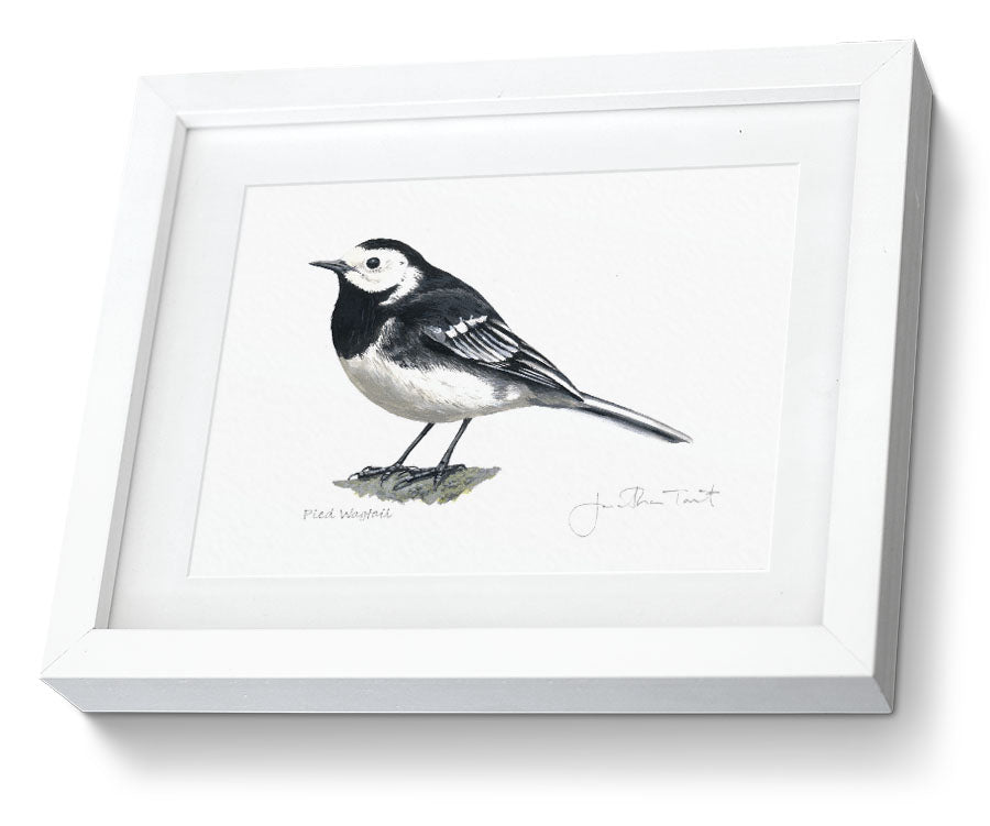 Pied Wagtail - (Giclee Art cheapest Print)