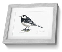 Framed Print Pied Wagtail Bird Painting Art Print