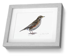 Framed Print Redwing Bird Painting Art Print