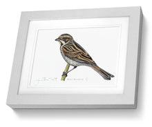 Female Reed Bunting framed print  bird painting fine art