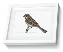 Female Reed Bunting framed print  bird painting fine art