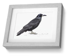 Framed Print Rook Bird Painting Art Print