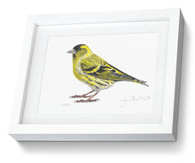 Siskin Framed Print Bird Painting Art Print