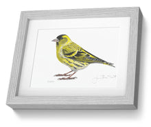 Siskin Framed Print Bird Painting Art Print