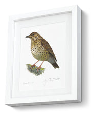 Framed Print Song Thrush Bird Painting Art Print