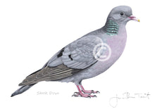 Stock Dove Bird Painting Art Print