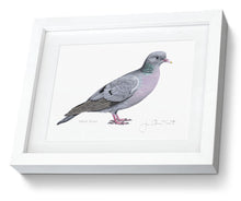 Framed Stock Dove Print Bird Painting Art Print