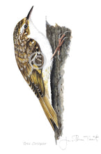 Tree Creeper Bird Painting Art Print