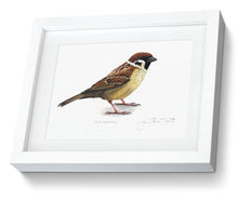 Framed Tree Sparrow Print Bird Painting Art Print