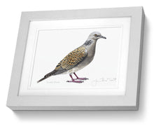 Framed Print Turtle Dove Bird Painting Art Print