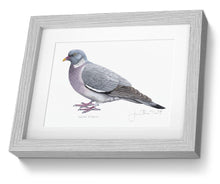 Wood Pigeon Framed Print Bird Painting Art Print