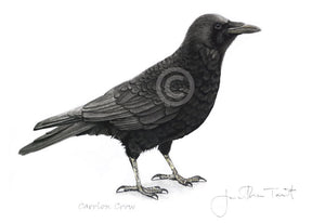Carrion Crow bird painting fine art print