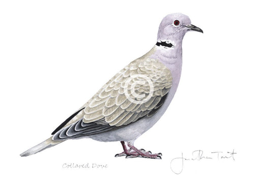 Collared Dove bird painting fine art print
