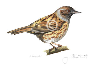 Dunnock bird painting fine art print