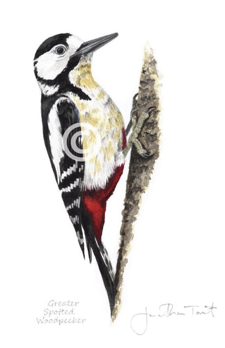 Greater Spotted Woodpecker bird painting fine art print