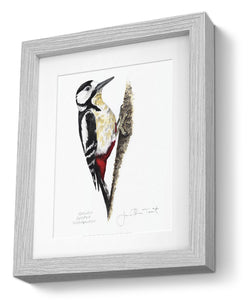 Greater Spotted Woodpecker bird painting fine art print