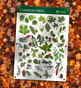 Leaf Identification tree identification waterproof poster Outdoor Banner A1