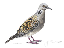 Turtle Dove Bird Painting Art Print