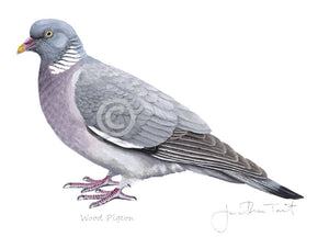 Wood Pigeon Bird Painting Art Print