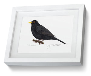 Framed Male Blackbird Print Hand Painted Art Print