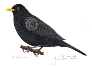 Male Blackbird hand painted art print