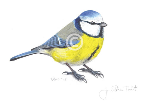 Blue tit bird painting fine art print