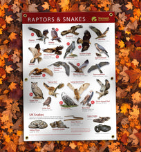 How to identify birds of prey and snakes outdoor banner