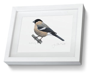Female Bullfich framed print bird painting fine art 