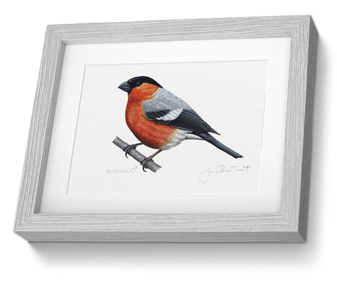 Framed Male Bullfinch Print Bird Painting Art Print