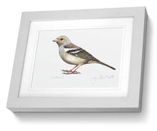 Female Chaffinch framed print bird painting fine art 