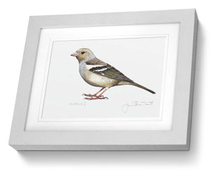Female Chaffinch framed print bird painting fine art 
