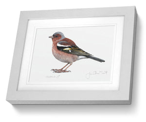 Framed Male Chaffinch Print Bird Painting Art Print