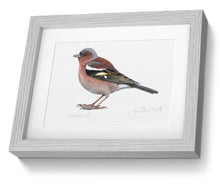 Framed Male Chaffinch Print Bird Painting Art Print