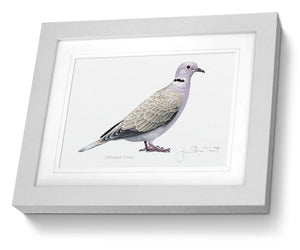 Framed Collared Dove bird painting fine art print