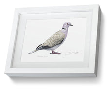 Collared Dove bird painting framed fine art print