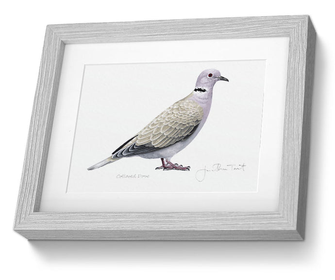 Collared Dove framed bird painting fine art print