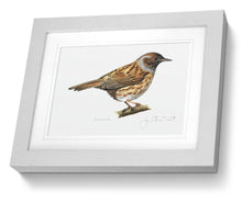 Dunnock framed print bird painting fine art
