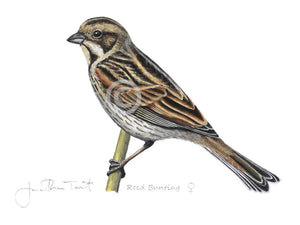 Female Reed Bunting bird painting fine art print