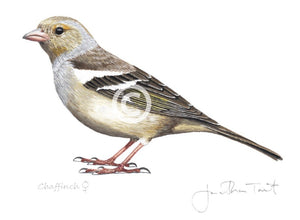 Female Chaffinch bird painting fine art print