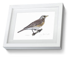 Fieldfare framed print  bird painting fine art