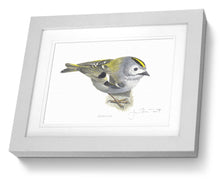 Goldcrest Framed bird painting fine art print