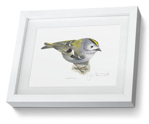 Goldcrest Framed print bird painting fine art 