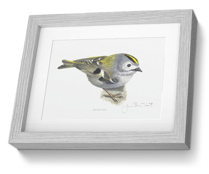 Goldcrest Framed bird print bird painting fine art 
