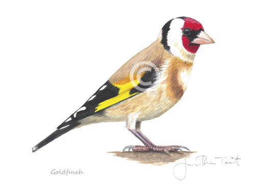 Goldfinch bird painting fine art print